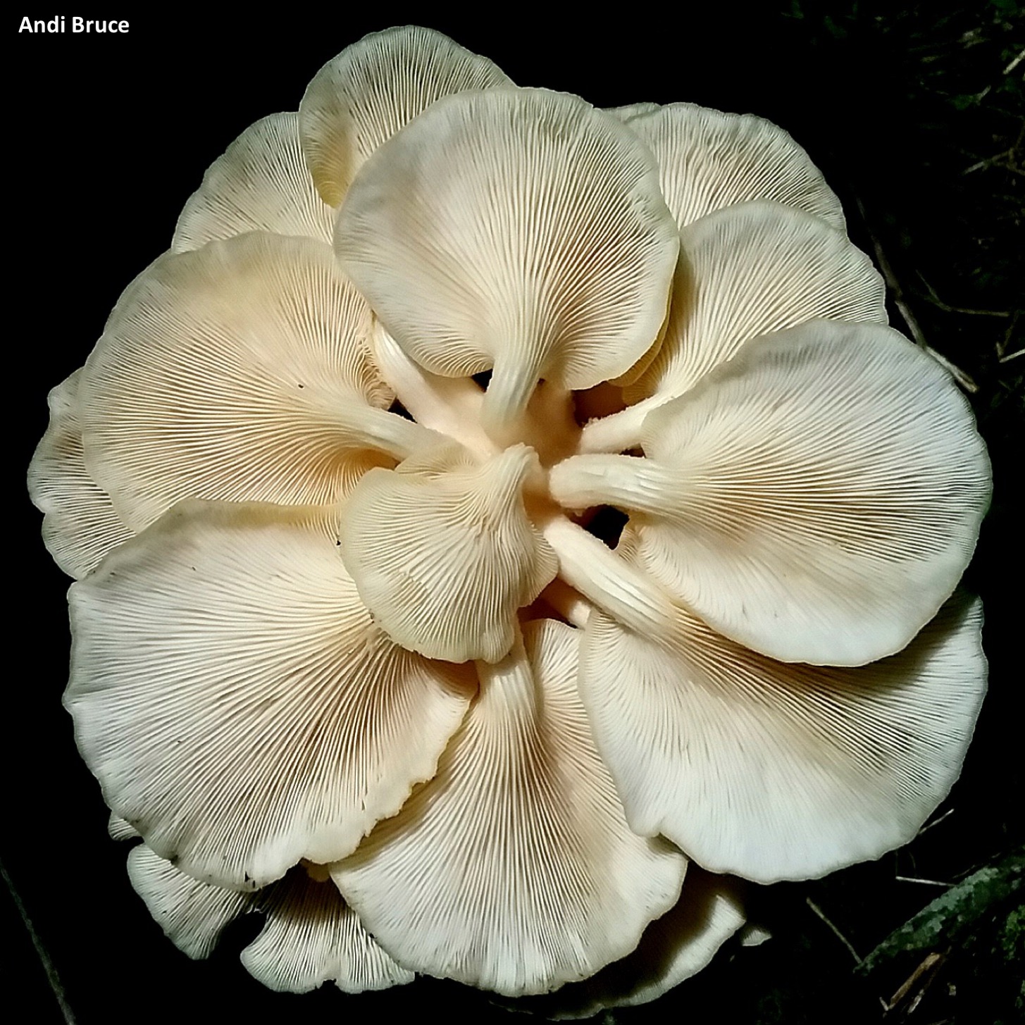 golden-oysters-gills